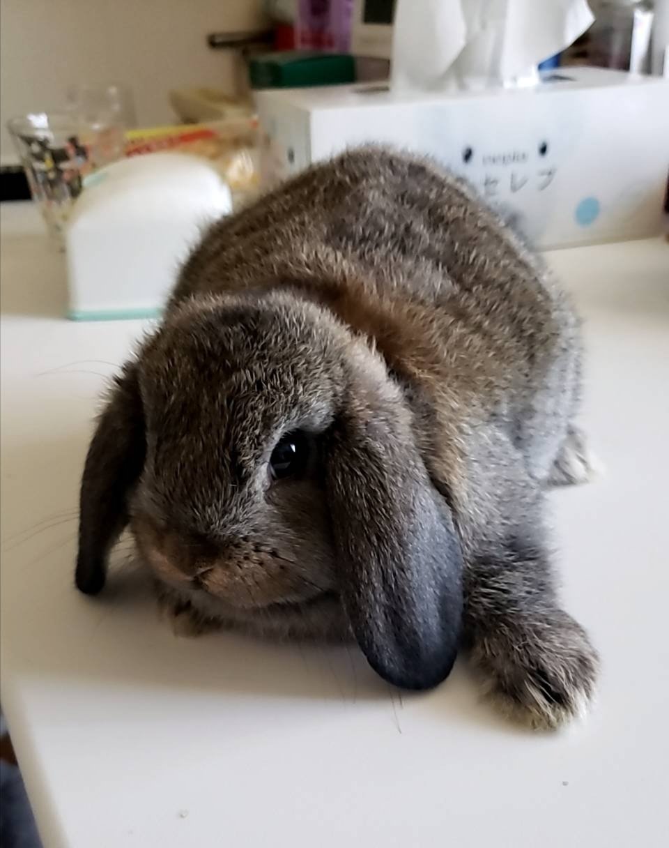 うさぎの里親募集 Twitter Search Twitter