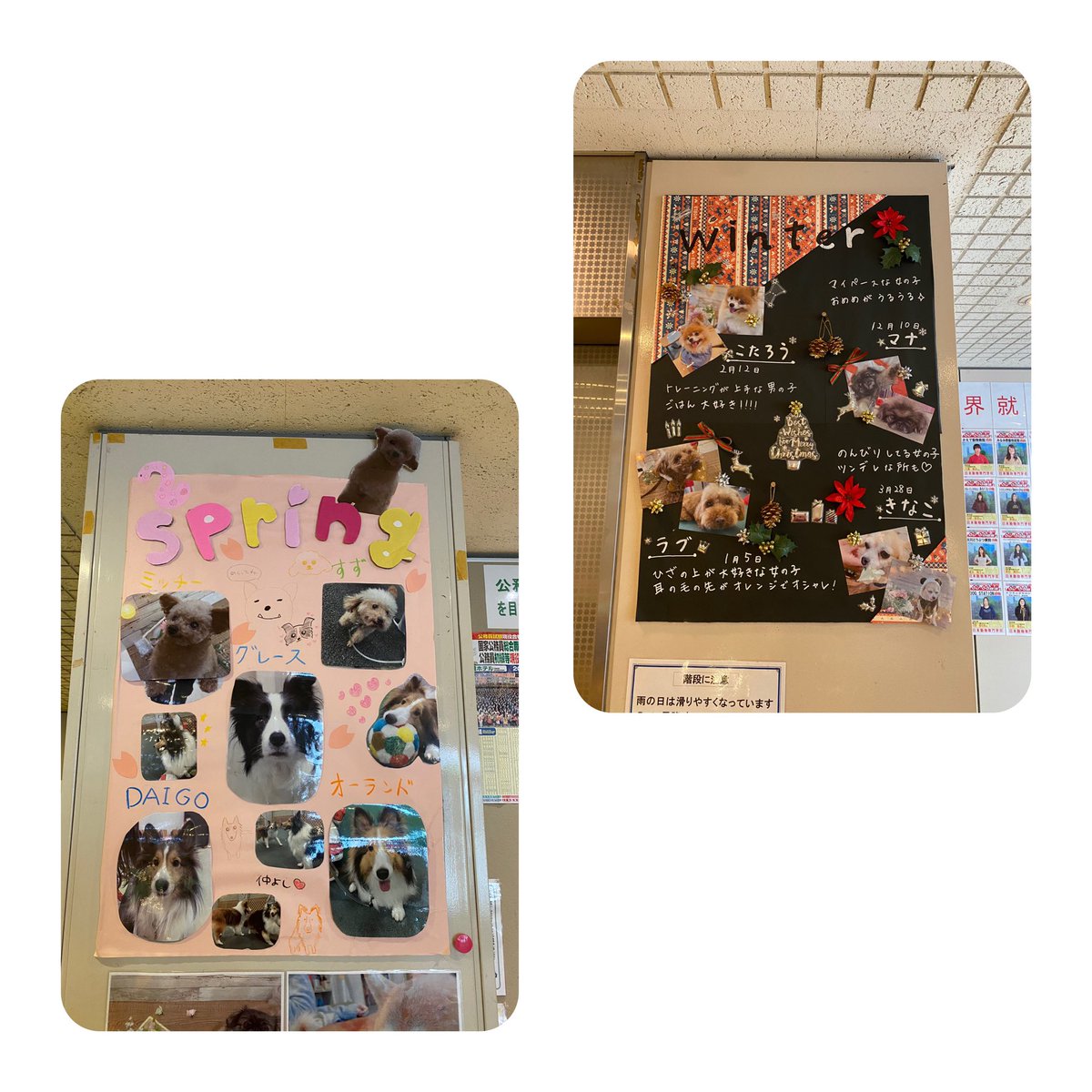 日本動物専門学校 ペットショップビジネスコースで学校犬の紹介ボードを作りました 完成品は 1階エレベーター前に貼ってあります オープンキャンパスの際に是非チェックしてみてください 立志舎 日本動物専門学校 ペットショップビジネスコース 日本動物専門学校 ペットショップビジネスコースで学校犬の紹介ボードを作りました 完成品は 1階エレベーター前に貼ってあります オープンキャンパスの際に是非チェックしてみてください 立志舎 日本動物専門学校 ペットショップビジネスコース