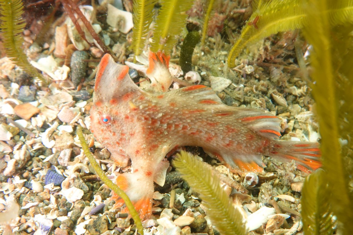 Handfish Conservation Project tweet media