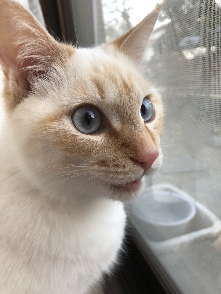 シャム猫 Hotワード