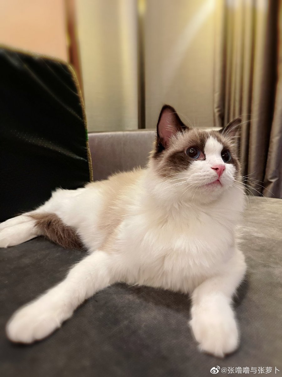 XingPark's tweet photo. 210118 Zhang Lulu &amp; Zhang Luobo Weibo update：“#ZhangLulu0118HappyBirthday# One year older and still a handsome man 😼”

#LayZhang #ZhangYixing #Lay #Yixing #张艺兴 #레이 #レイ #장이씽  @layzhang @lay_studio https://t.co/lqFMY8oixR