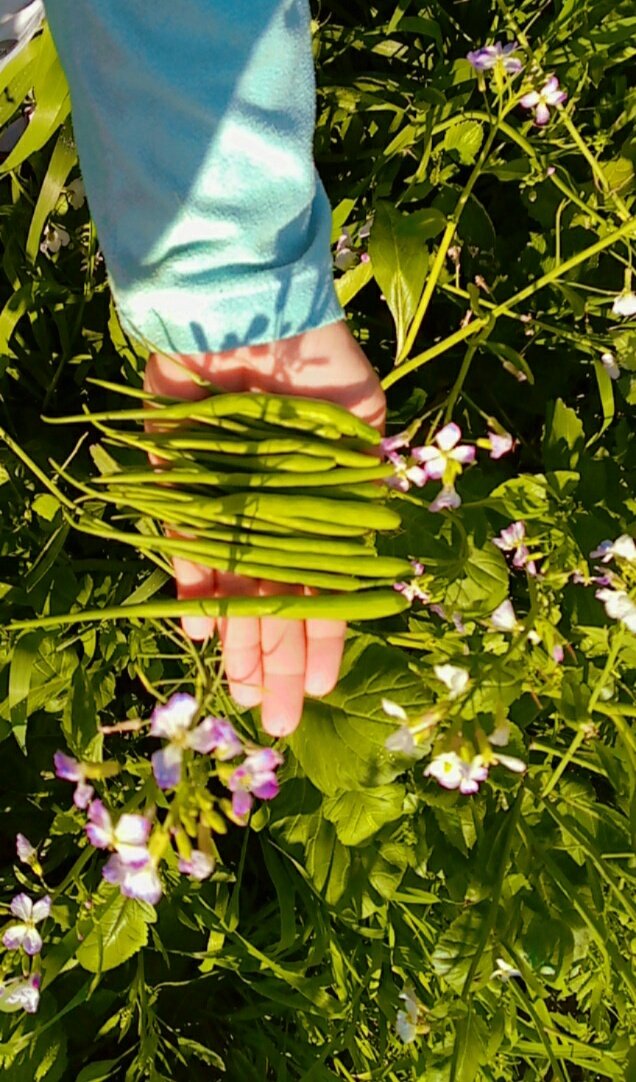 naval_kaur_'s tweet photo. #goodmorning #morningvibes #greenmorning #myhappyplace 💚❤ https://t.co/4zNeqlVwvy