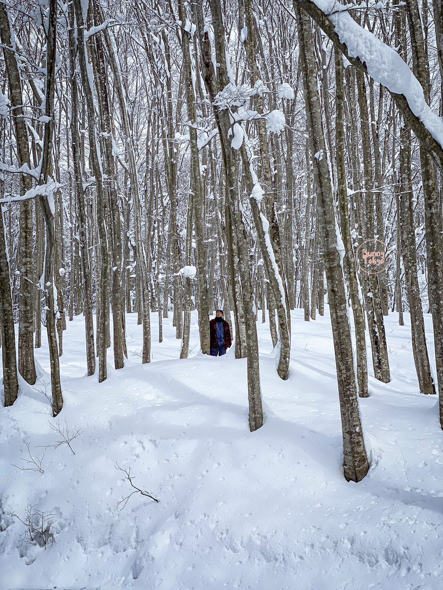 BunnyTokyoJP's tweet photo. Snowed 美人林 (“Bijinbayashi”- Beauty Forest) | Niigata, Japan. https://t.co/g3XSvWaIgN