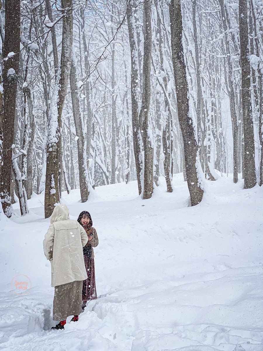 BunnyTokyoJP's tweet photo. Snowed 美人林 (“Bijinbayashi”- Beauty Forest) | Niigata, Japan. https://t.co/g3XSvWaIgN