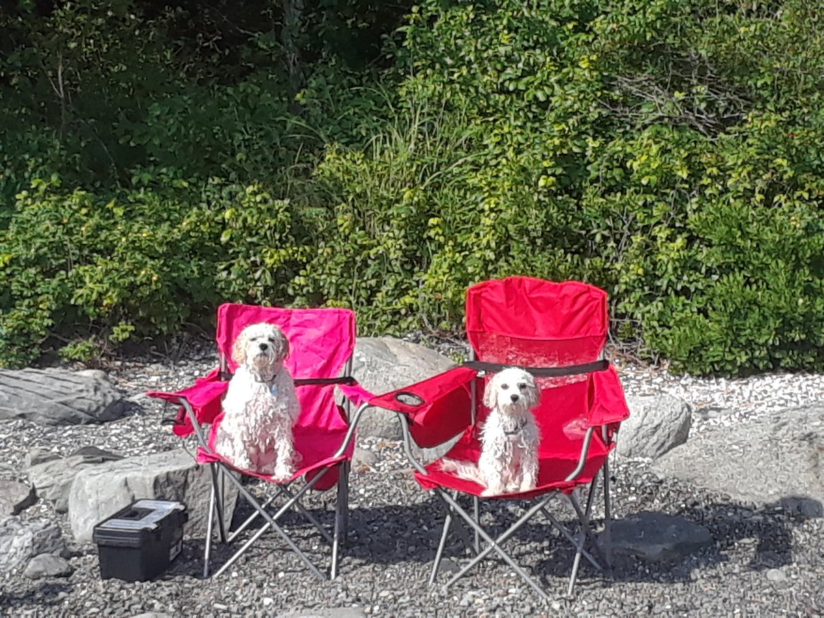 kmroy878's tweet photo. @MysterySolvent When my pups think they're the humans. https://t.co/eQXE6rN0on