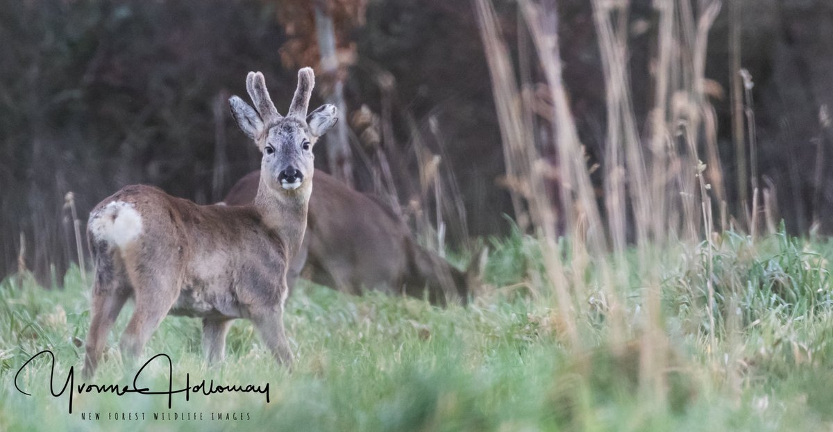 Mr. and Mrs. Roe deer along the quiet lanes
<a href="/Natures_Voice/">RSPB</a>

<a href="/BBCSpringwatch/">BBC Springwatch</a>

<a href="/BBCEarth/">BBC Earth</a>

<a href="/WildlifeTrusts/">The Wildlife Trusts</a>

@wildlife_uk

<a href="/CanonUKandIE/">Canon UK and Ireland</a>

 #TwitterNatureCommunity  
<a href="/natureslover_s/">Nature Lovers</a>

 #BBCWildlifePOTD #eosrp

<a href="/NewForestNPA/">New Forest NPA</a>