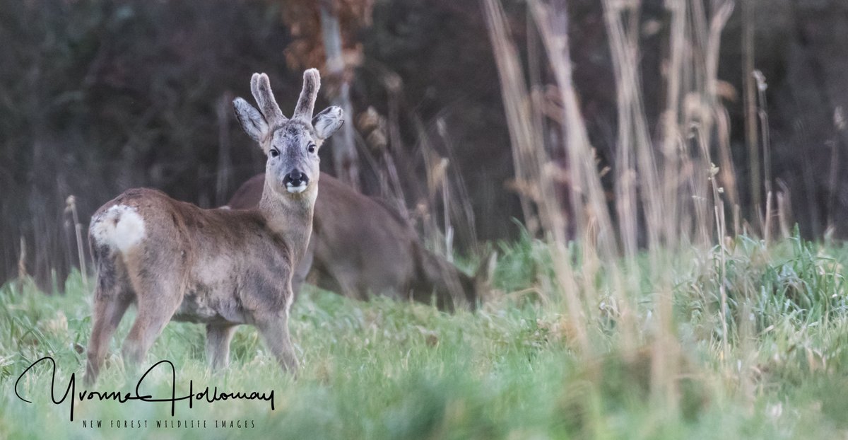 Mr. and Mrs. Roe deer along the quiet lanes @Natures_Voice @BBCSpringwatch @BBCEarth @WildlifeTrusts @wildlife_uk @CanonUKandIE #TwitterNatureCommunity @natureslover_s #BBCWildlifePOTD #eosrp @NewForestNPA