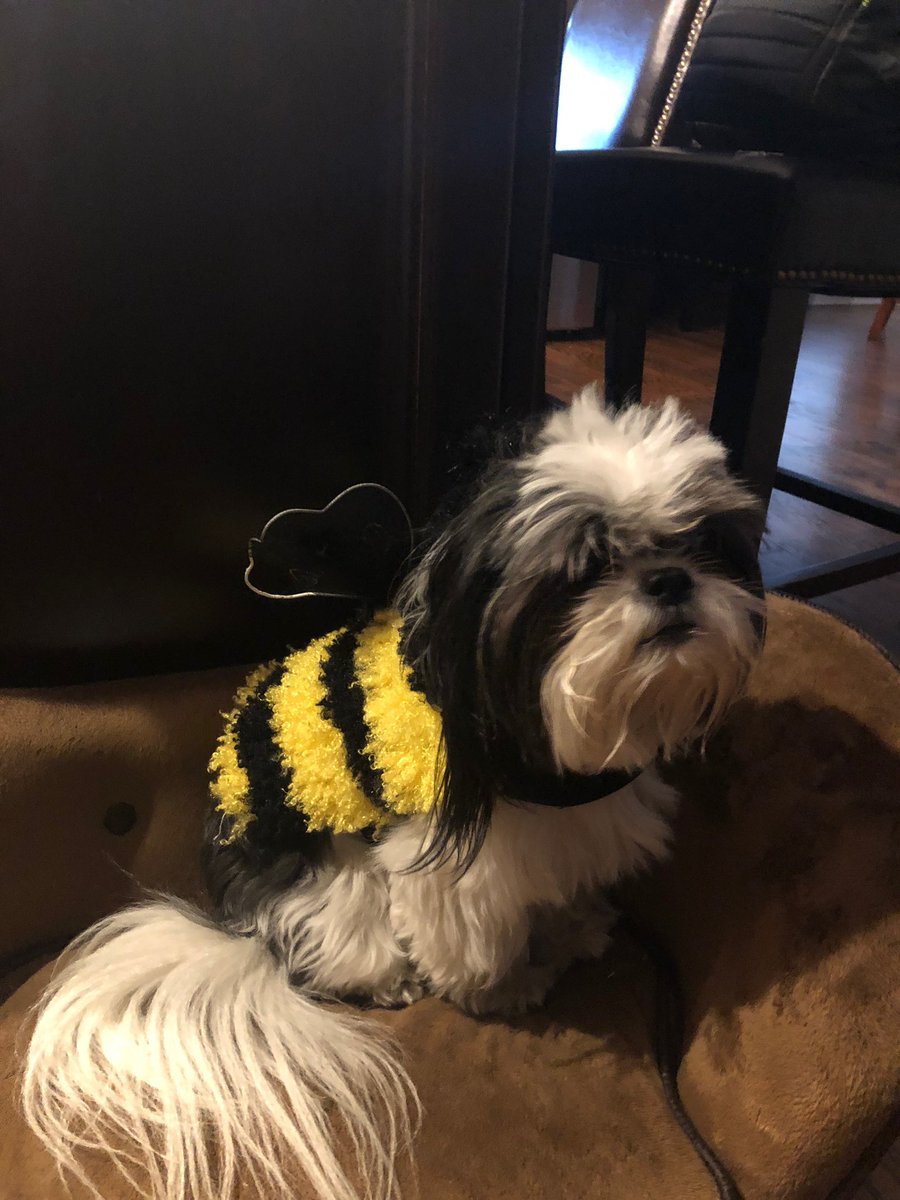 BeanWiseman's tweet photo. My humans are jerks....
#Bumblebean https://t.co/BxGz56LAZA