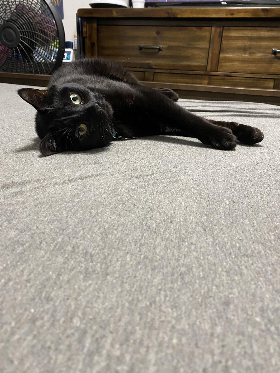 rogue_corq's tweet photo. #SuperModelCats https://t.co/c9gnjGSGk5