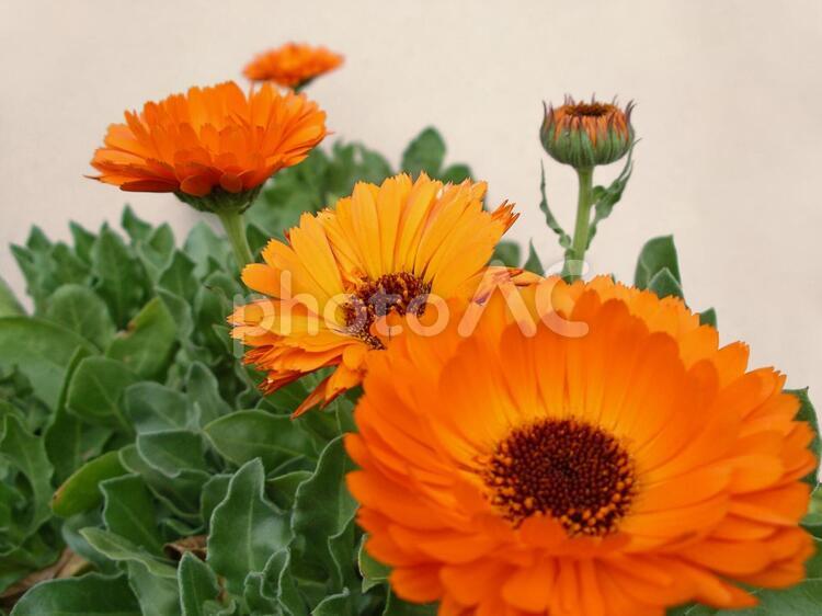 Hosono Hosono Twitter