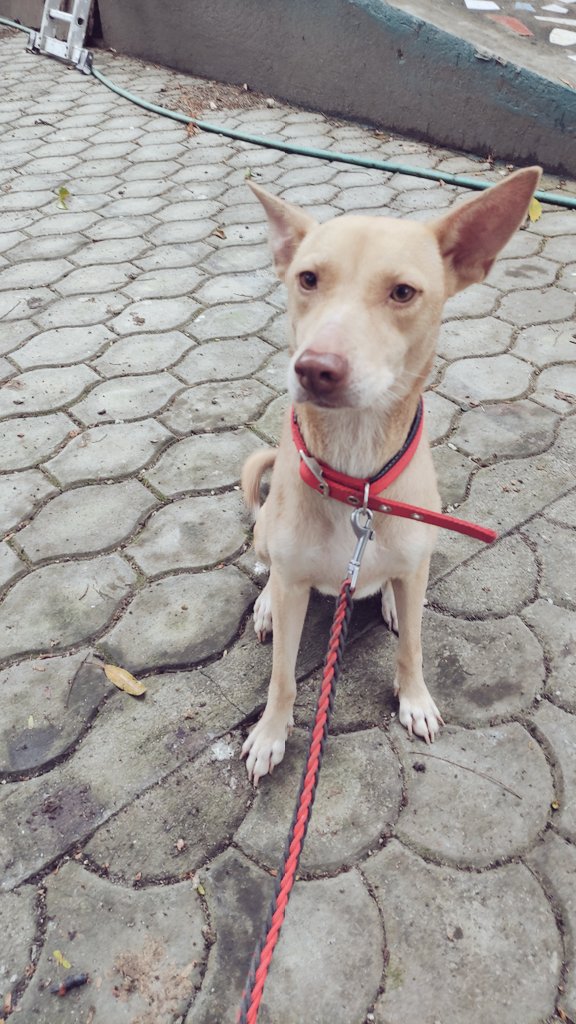 Aritdit's tweet photo. The face I make when mum tells me we're going for a walk but then all she does is take a gazillion photos 🙄 https://t.co/IV2DnNDUF6