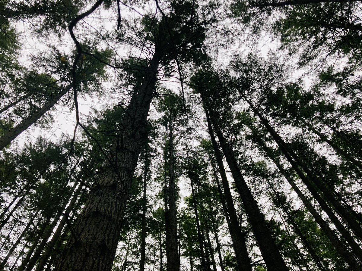 iandeichen's tweet photo. Look up, see giants 
They look down on us and think 
“You puny humans” https://t.co/UPIwO7GSYq