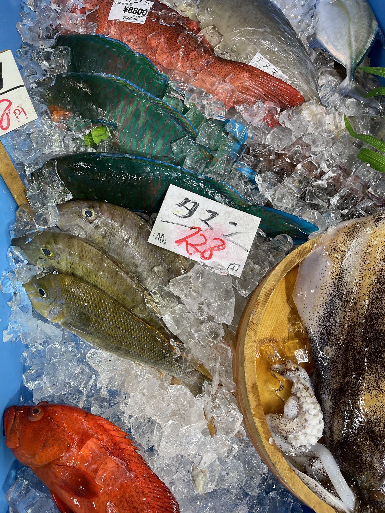 カラフルな魚 Twitter Search Twitter