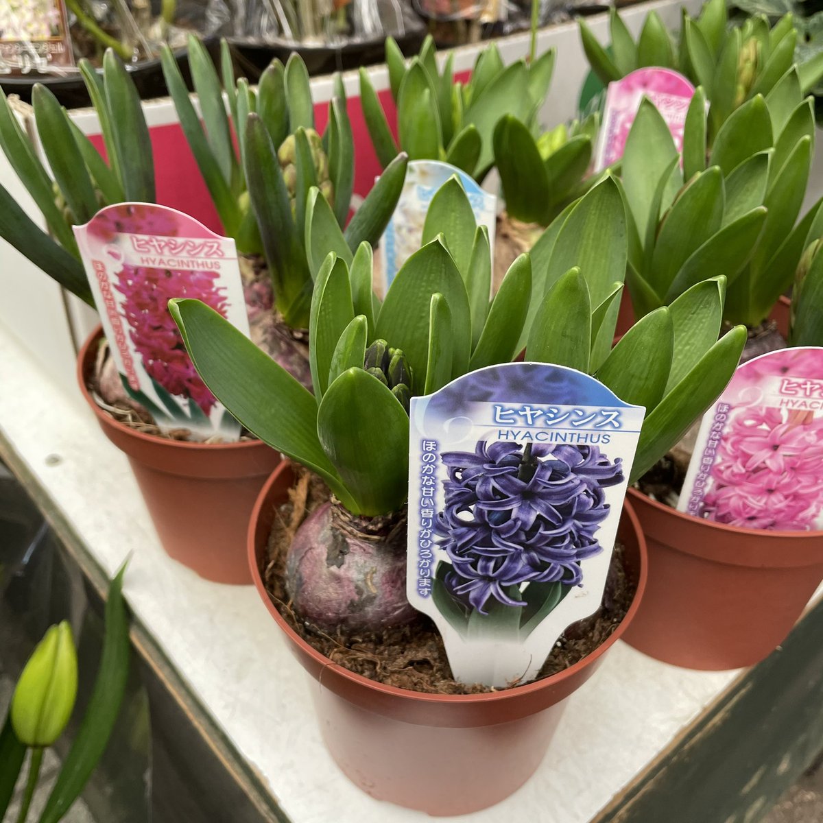 サチ 春待ち といえばヒアシンスの鉢植え 580 もオススメです 今は硬い蕾ですが ぐんぐん伸びて花を咲かせる様子が楽しめます 香りも良く 室内の窓辺などでも育てられます 今なら各色揃ってますよ 横浜橋商店街 花屋 横浜ハナミ T