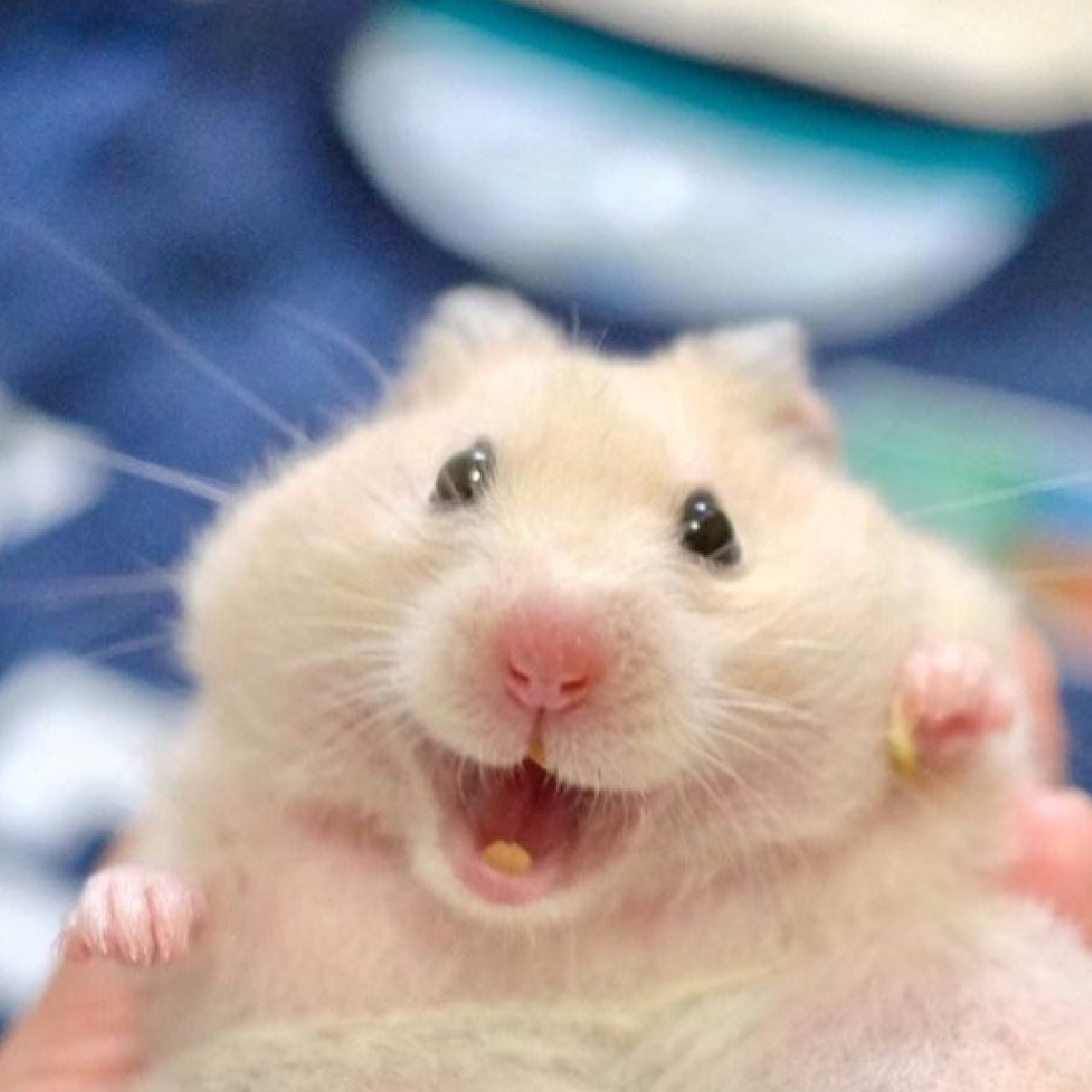 It's #BlueMonday but we're not having it! So we're posting things that will make you smile every hour 😁💚

We'll start with this cutie 👇🐹

📸 nanako513 on IG