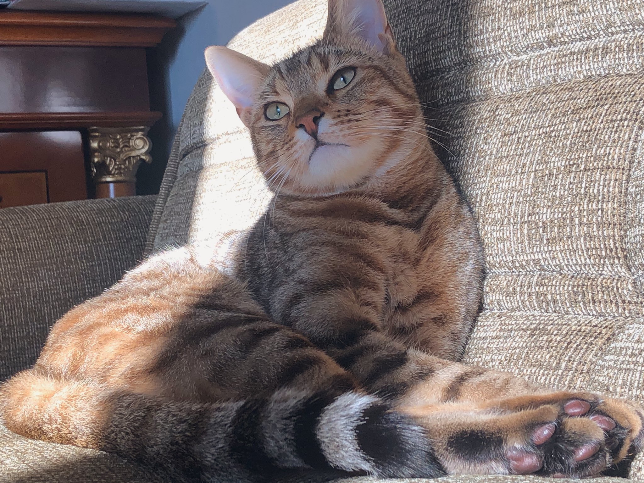 メロン ジェネッタ猫 On Twitter なぜかマンチカンがトレンドに入っているので マンチカンとベンガルのミックスのジェネッタという種類のアピール メロンは足長