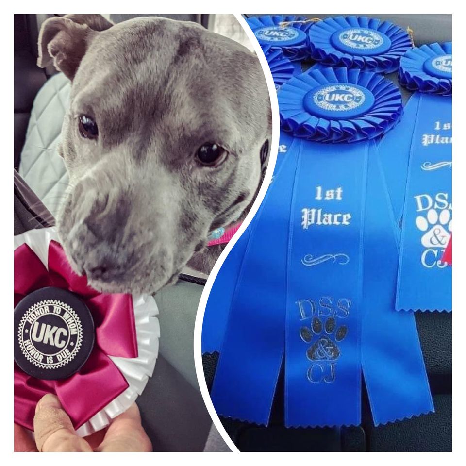 SafeHumane's tweet photo. #SafeHumaneFamily pups and their companions rocked it out at the #4GTB nosework trials: Po won his 3rd Superior Nosework Title and Sue (#adognamedsue) earned her Novice Nosework title. Congrats! #HumanAnimalBond #CourtCaseDogs #DogRescue https://t.co/nvEqdySNuH