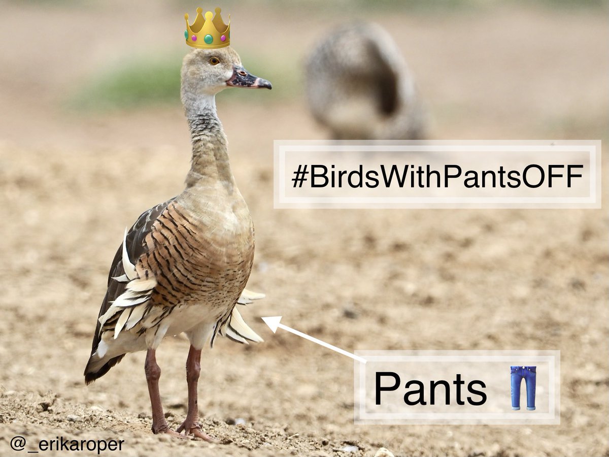 Hold on to your britches, peeps. It’s  #BirdsWithPants time!Over the next few weeks we will answer the age-old question: which bird has THE BEST PANTS? Nominate bird species using the hashtag  #BirdsWithPantsOFFPhotos should be your own or appropriately credited.