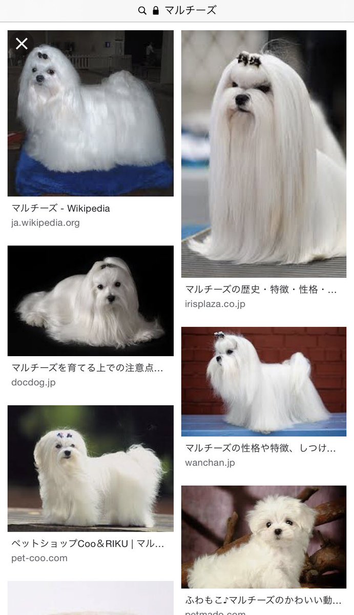 松吉 Twitterissa マルチーズはそんなにふわふわじゃないとの意見があったけど カットされた状態と思って見て下さい カット されてないとサラサラモップ犬のマルチーズちゃん