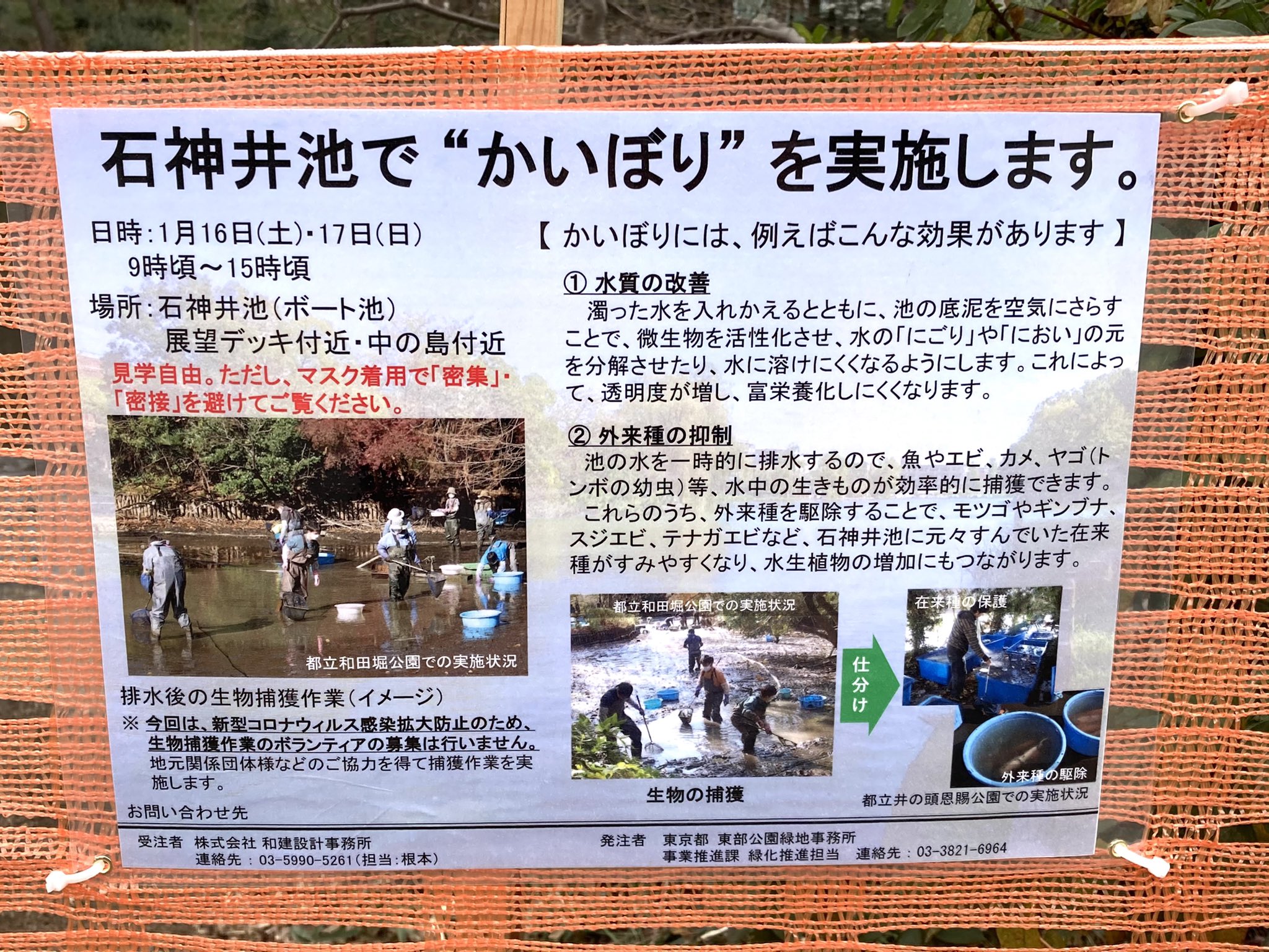 コガネムシはかねもちだ 石神井池 かいぼり するんですね どうりで池の水か少ないわけだ 某番組のかいぼりとは違うみたい 石神井池 池の氷 かいぼり T Co Yzxstivcqq Twitter