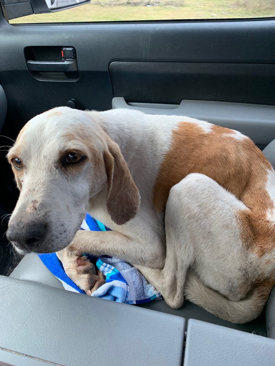 catturd2's tweet image. Goodnight everyone - I’ve had enough. 

Want to leave on a happy note tonight ... been almost 2 years since I found Smiles, starving. He’s been a blessing to me and he’s spoiled rotten now. Please consider adopting or saving a pet. They’ll love you unconditionally. Nite.