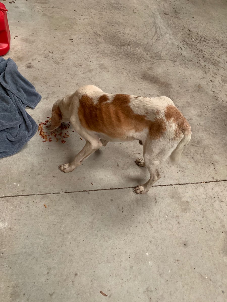 catturd2's tweet image. Goodnight everyone - I’ve had enough. 

Want to leave on a happy note tonight ... been almost 2 years since I found Smiles, starving. He’s been a blessing to me and he’s spoiled rotten now. Please consider adopting or saving a pet. They’ll love you unconditionally. Nite.