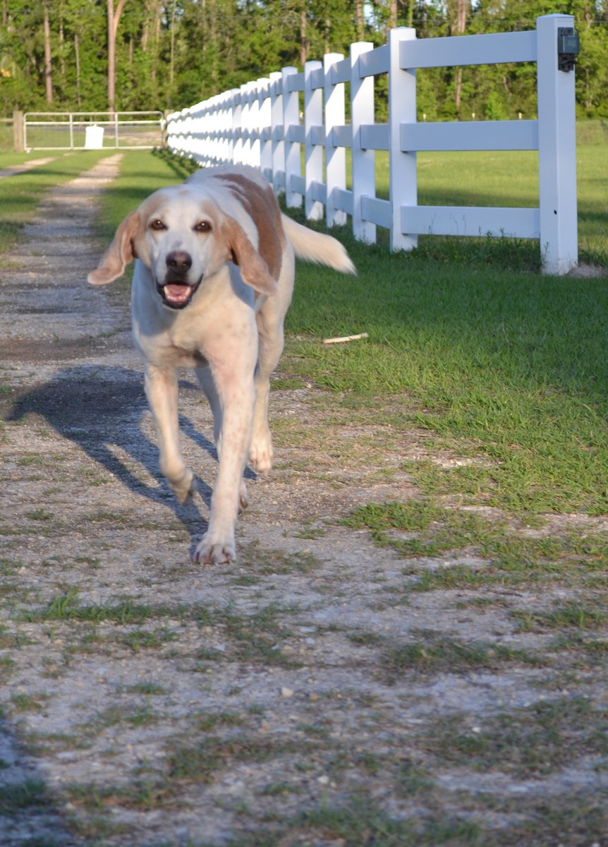 catturd2's tweet image. Goodnight everyone - I’ve had enough. 

Want to leave on a happy note tonight ... been almost 2 years since I found Smiles, starving. He’s been a blessing to me and he’s spoiled rotten now. Please consider adopting or saving a pet. They’ll love you unconditionally. Nite.