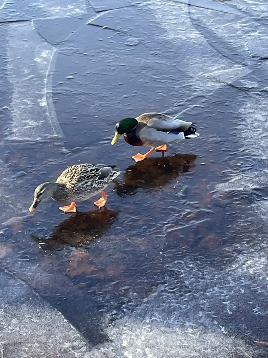 rgfeal's tweet image. Everybody along the Toronto harbor leaving #mla21