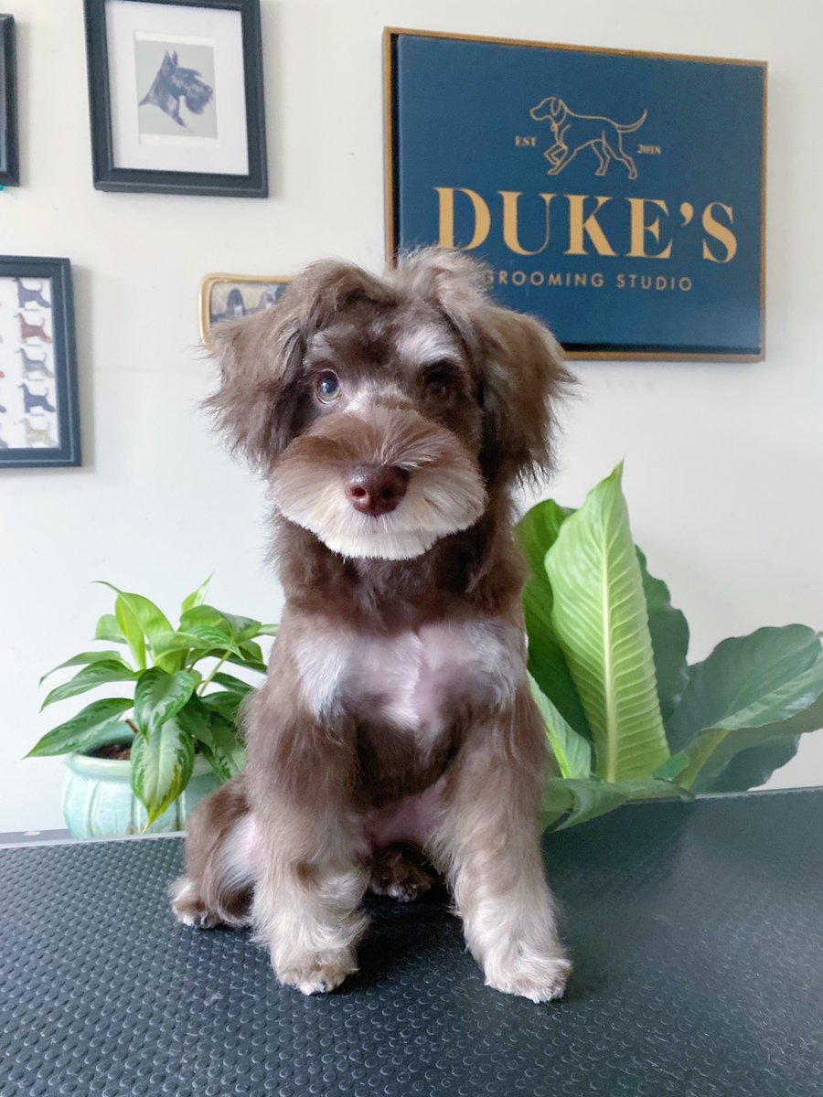 DukeTheGroomer's tweet photo. I gave my pup his first haircut a few days ago !! Him so cayuteeeee #Schnauzer #liverpepperschnauzer 
#Duke https://t.co/jZVJZYReYS