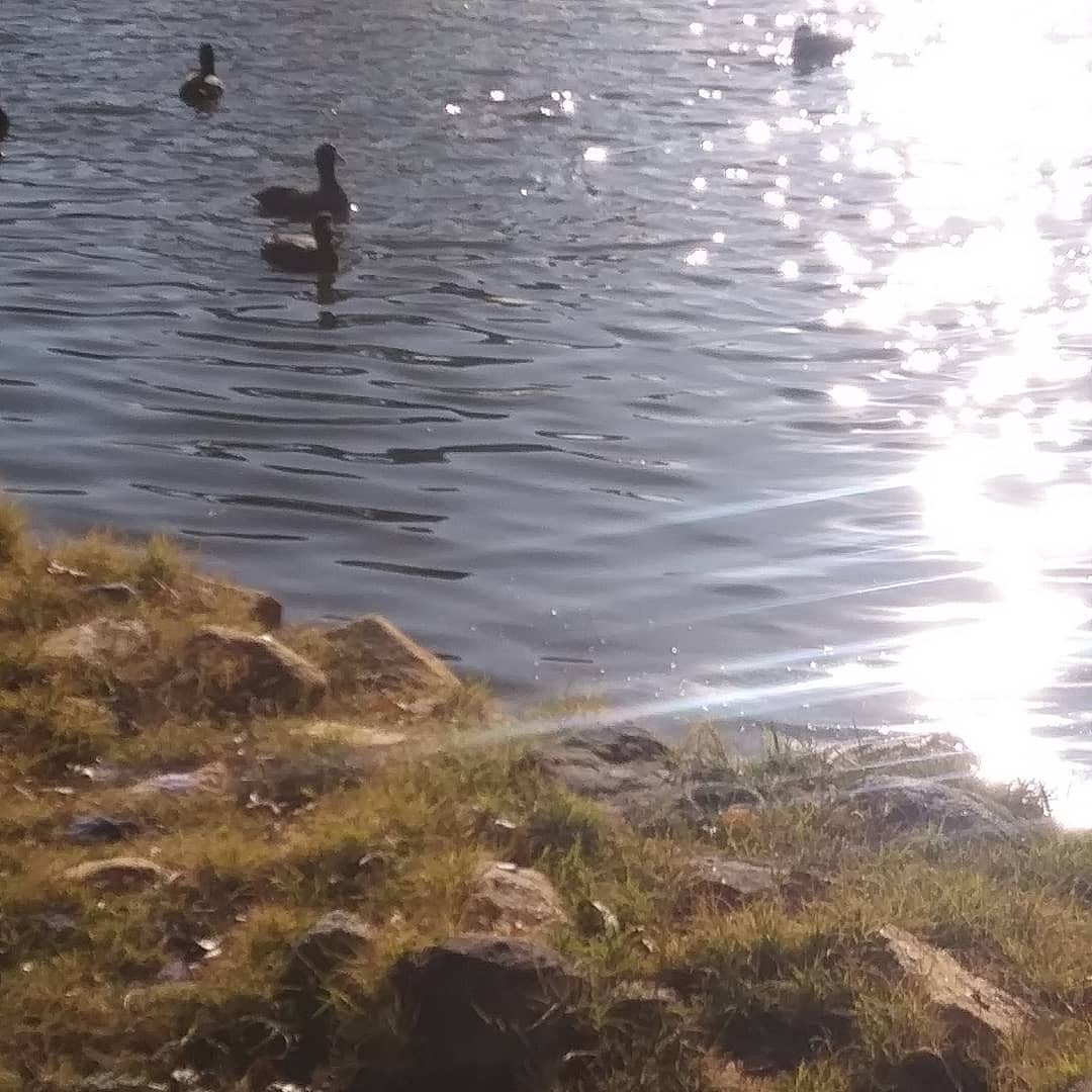 Fidomingle's tweet image. #Beautifulweekends ❤🌞🌴#FidomingletheApp #BestApps #petapps #dogs #cats #social #sharing #caring #families #recordkeeping #petrecords #reminders #friends #pets #family #medicalrecords #travel #petlover