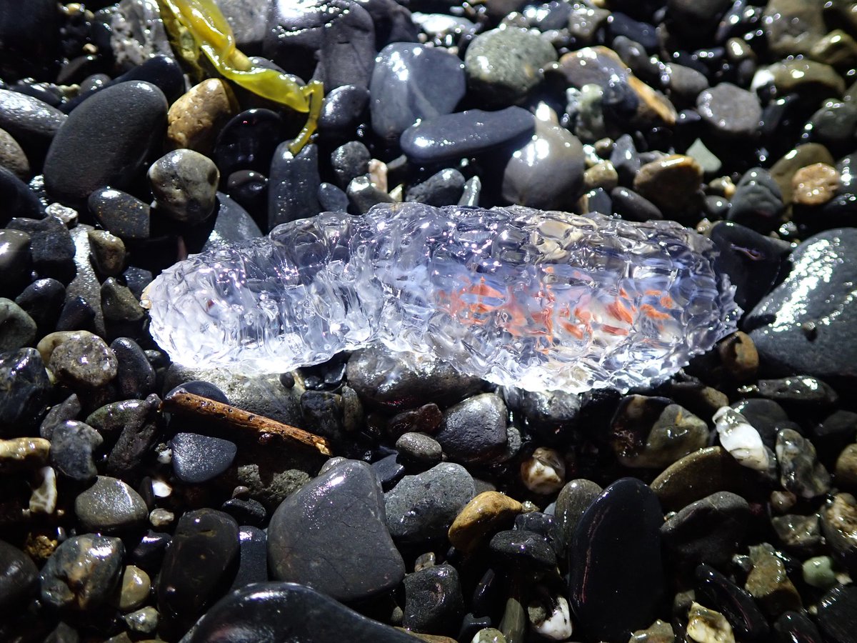 cynops_sp's tweet photo. ついに海で見つけたぞ
前回前々回は惨敗だったけど結果残したわ！ https://t.co/mfmFVQ4Ufq