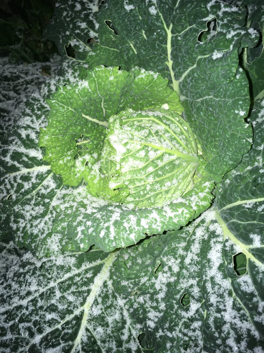 Nengu11's tweet photo. 昨日の写真🤳

こちらの地域では
雪が降っただけでも
驚きなのに..🌨

一日で
雪の質まで
変わるなんて👀✨

ガチガチ氷
みたいな雪❄️
からの..
ふわふわな
小麦粉みたいな雪❄︎へ

どちらも綺麗✨

被写体が
美人��だから
雪が際立つのかな🤔 https://t.co/zGy5aonsku