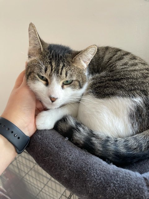 ConnectionKitty's tweet image. Hi! We are Star and Buck. I (Buck) love to cuddle. My foster says I am one of the sweetest and most docile cats, but I do have a lot of energy at night! Star is more demure, but she really like chin and cheek scratches. We are best friends! Adoption info: kc@kittyconnection.net