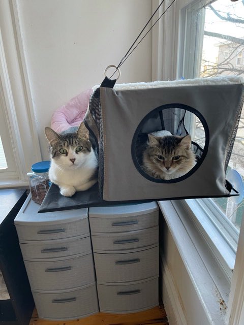 ConnectionKitty's tweet image. Hi! We are Star and Buck. I (Buck) love to cuddle. My foster says I am one of the sweetest and most docile cats, but I do have a lot of energy at night! Star is more demure, but she really like chin and cheek scratches. We are best friends! Adoption info: kc@kittyconnection.net