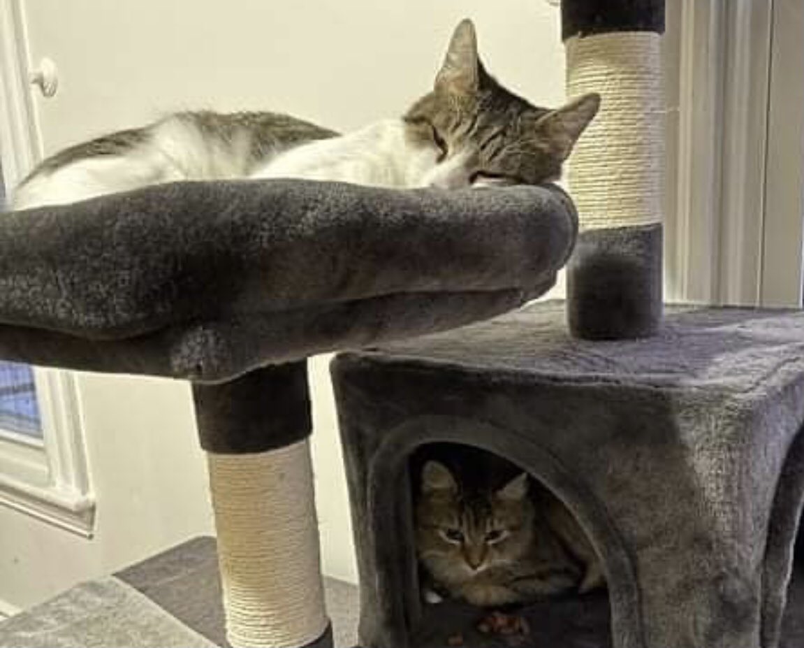 ConnectionKitty's tweet image. Hi! We are Star and Buck. I (Buck) love to cuddle. My foster says I am one of the sweetest and most docile cats, but I do have a lot of energy at night! Star is more demure, but she really like chin and cheek scratches. We are best friends! Adoption info: kc@kittyconnection.net