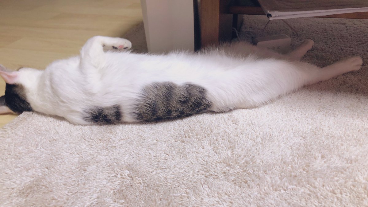물개야?🦭
