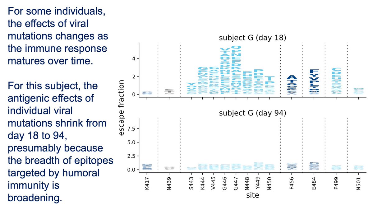 4) that said, within the same person, this fraction that escape antibodies also changes over time. On day 18, there was a lot of escape, but on day 94, much less. Hence lots of uncertainty about vaccine or MAB drugs long term.