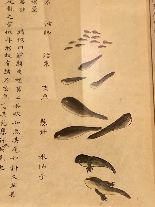 オタマジャクシのtwitterイラスト検索結果