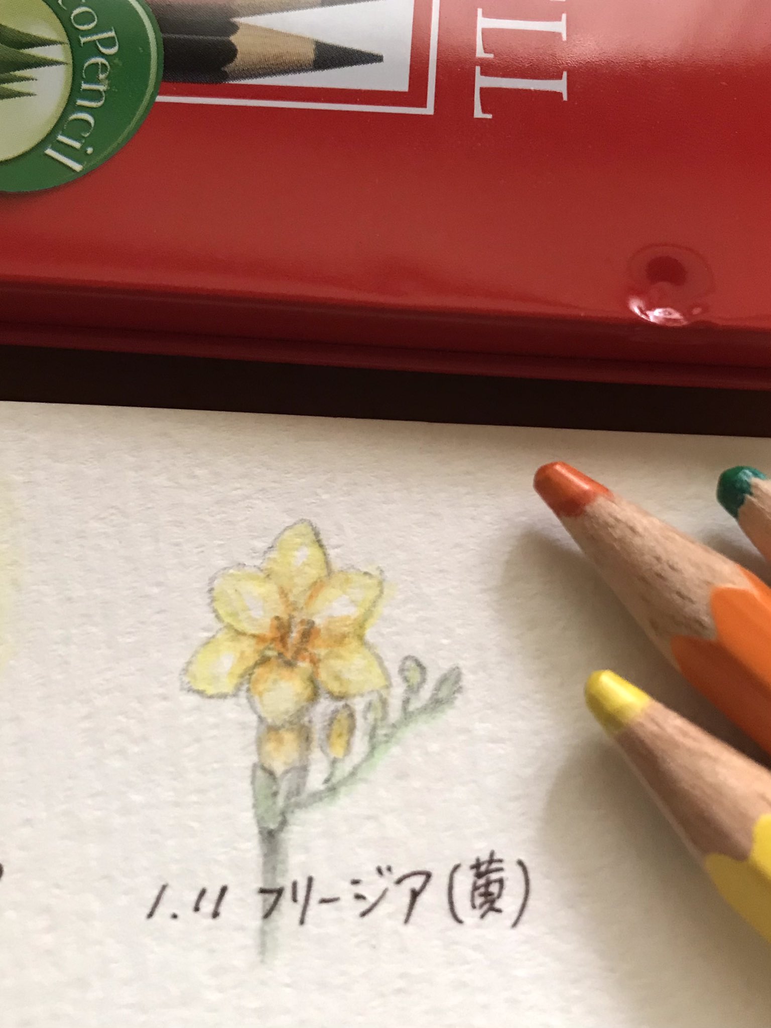 Atelier M Birthday Flowers 1月11日の誕生花は フリージア 黄 花言葉は 無邪気 など お誕生日の皆さん おめでとうございます 清楚な明るさをそなえた早春らしいお花 爽やかでほのぼのとした花姿から生まれた花言葉 1月11日誕生日 誕生花 Atelier M Birthday Flowers 1月11日の誕生花は フリージア 黄 花言葉は 無邪気 など お誕生日の皆さん おめでとうございます 清楚な明るさをそなえた早春らしいお花 爽やかでほのぼのとした花姿から生まれた花言葉 1月11日誕生日 誕生花