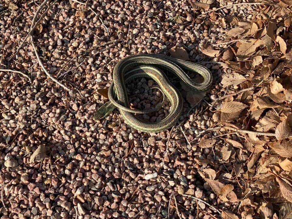 CPW_NE's tweet image. 📍 North Sterling State Park

First snake of 2021  🐍 the garter snake was out getting some sun today.