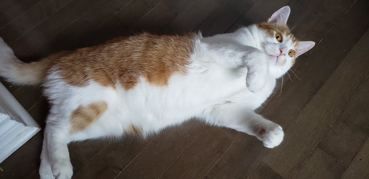 The Cat Collective tweet media