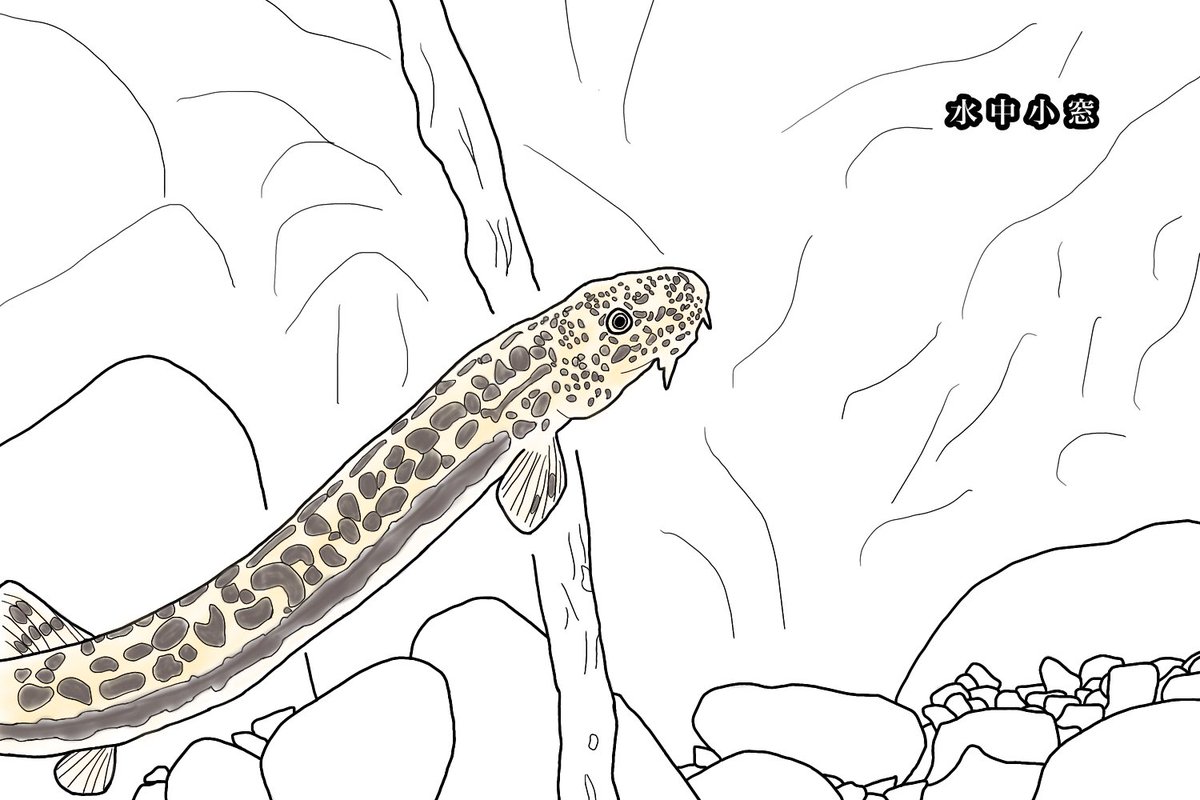 アジメドジョウ アジメドジョウ