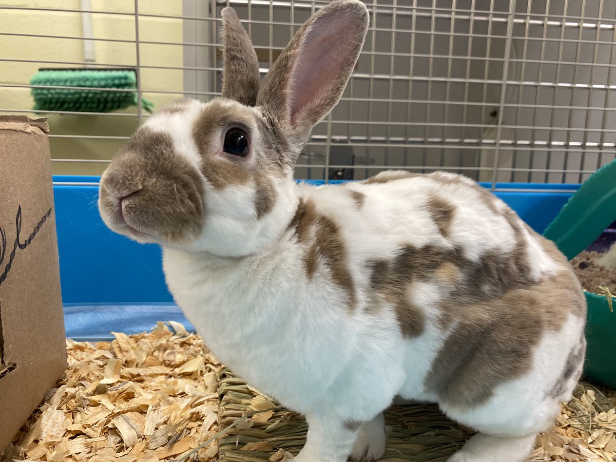 Hot Chocolate is seeking a new home #AdoptDontShop