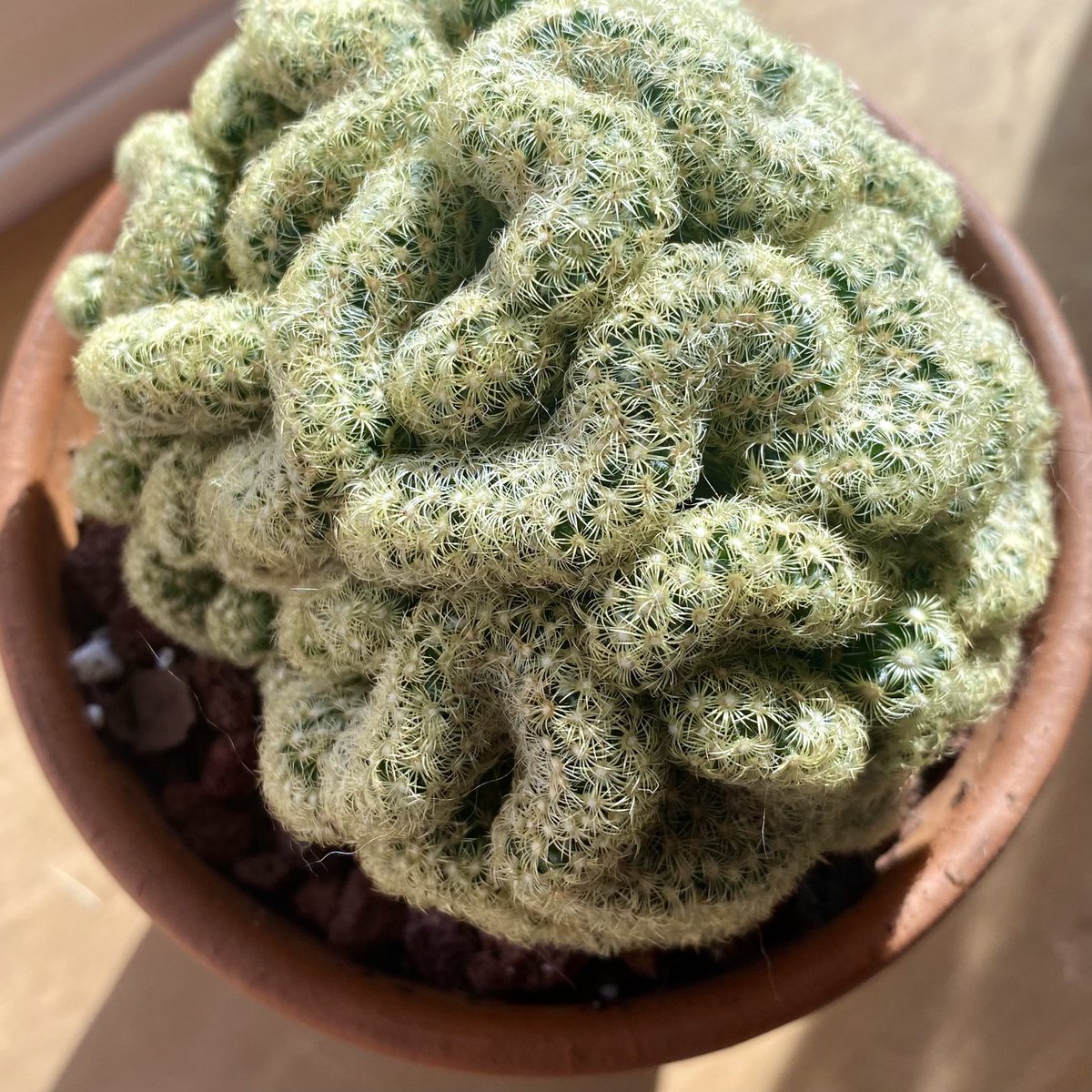 Happy #HouseplantAppreciationDay! Mammillaria ‘Cristata’ aka #braincactus