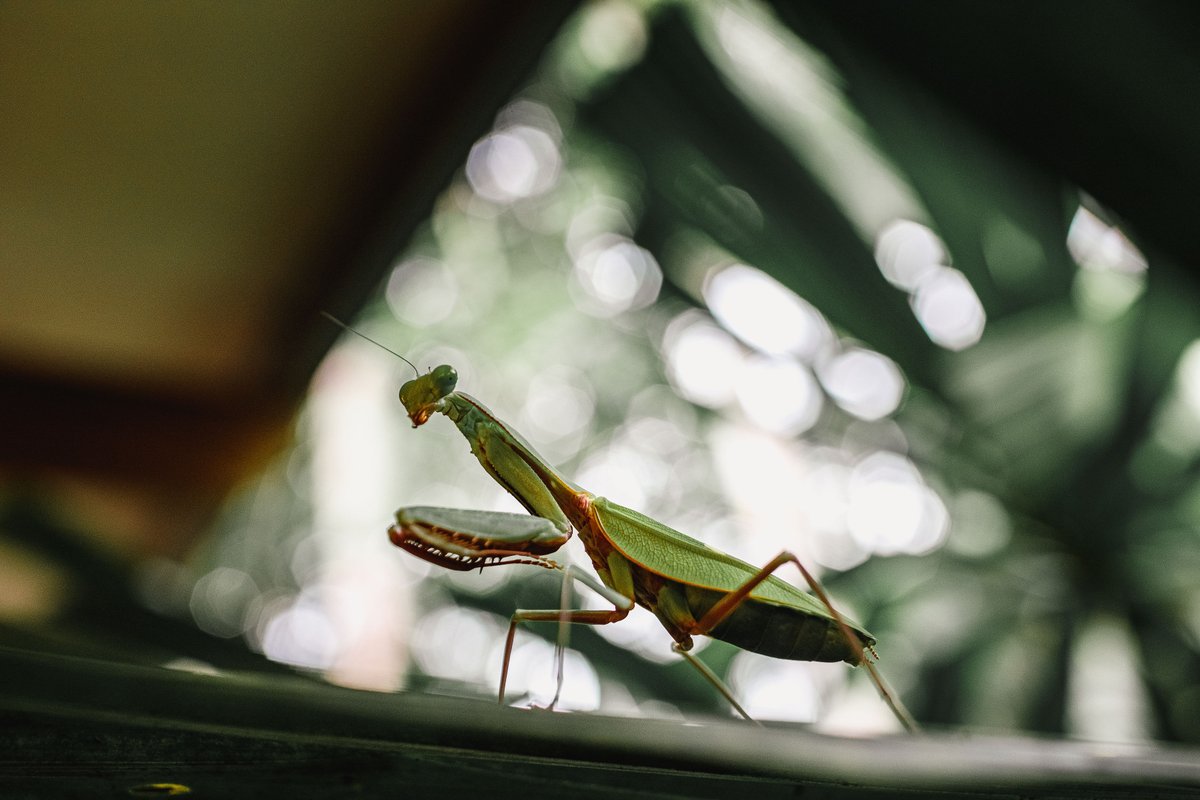 Did you know that Praying Mantises have 3D vision, can rotate their heads 180 degrees without moving their body, and can camouflage themselves from season to season? There is no shortage of remarkable creatures in the Daintree! #SilkyOaksLodge