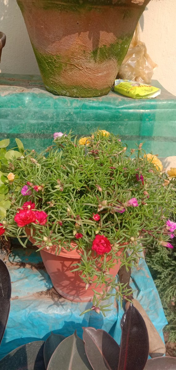 Smruti_Dream's tweet photo. My creation #Portulaca #Tablerose it looking beautiful even in winter. I am waiting to see these on summer. They will bloom abundantly on summer. #Greenearth  #Creation #Bhubaneswar @abinash_10 @ChandrakarLiman @Manaswiini @Good_Fame15 @choicenavya12 @SabyasachiBcom @jenamanas520 https://t.co/0z09Q8jpJT