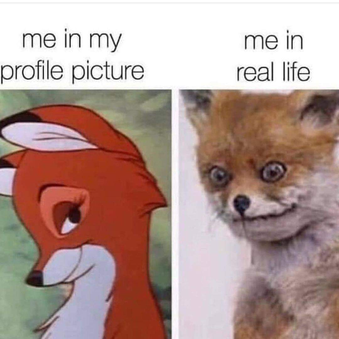 RedFox tweet media