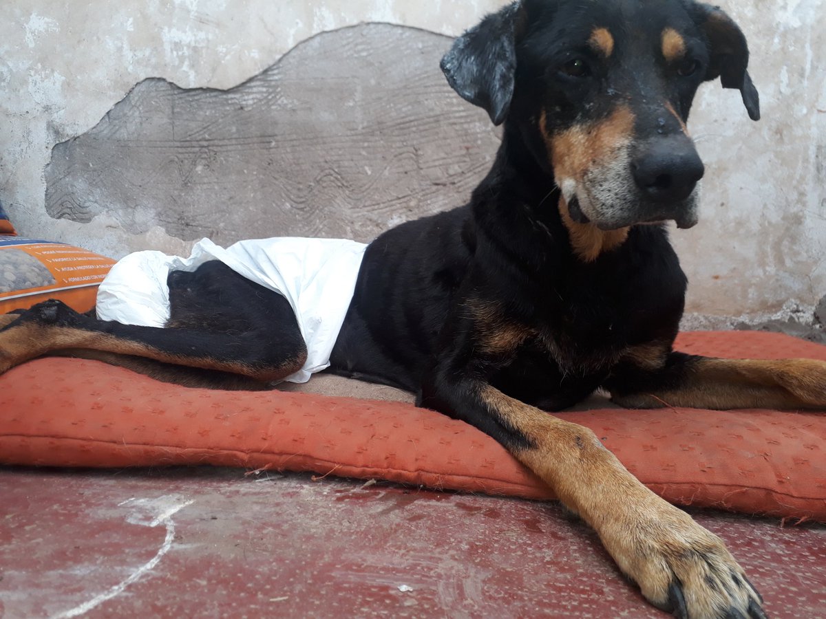 VALERIA Y SU PANDILLA HOGAR DE PERROS ABANDONADOS tweet media