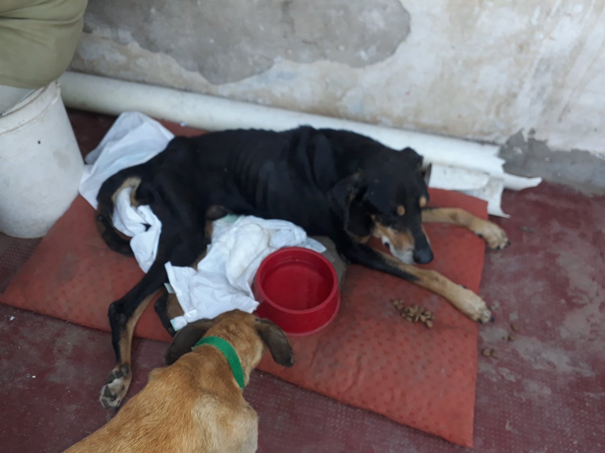 VALERIA Y SU PANDILLA HOGAR DE PERROS ABANDONADOS tweet media