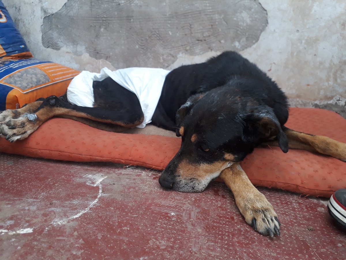 NECESITAMOS JACK ACOLCHADOS  DE GUATA DE 1 PLAZA O COLCHONETAS PARA  JACK  X QUE A LA NOCHE POR AHI SE LE  PASA EL PIPI A PESAR DEL PAÑAL